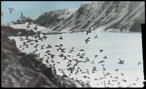 Image of Dovekies at Foulke Fiord